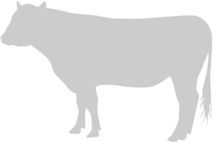 vaca vector