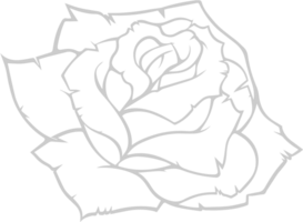 Flower Rose vector