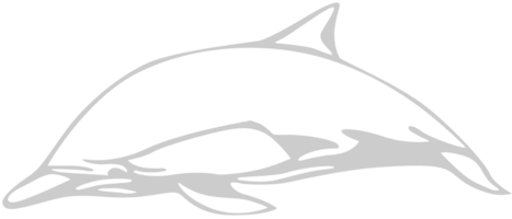 Dolphin outline vector