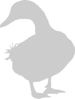 Pato vector