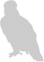 águila vector