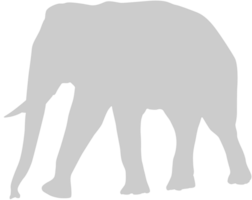 Elephant vector