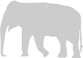 Elephant vector