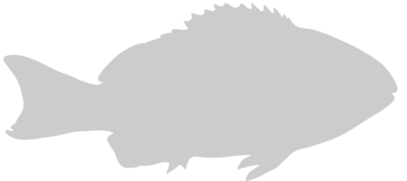 Fish vector