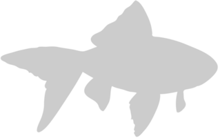 Fish vector