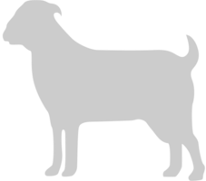 Goat vector