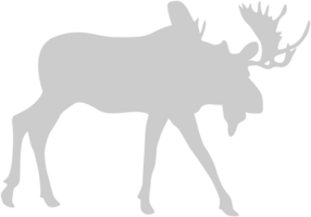 Moose vector