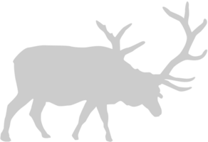Moose vector
