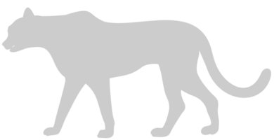 Panther vector