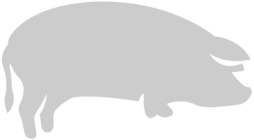 Pig vector