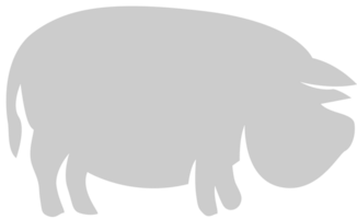Pig vector