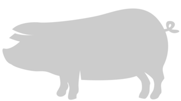 cerdo vector