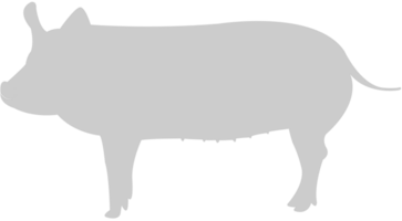 cerdo vector