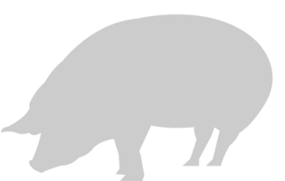 cerdo vector