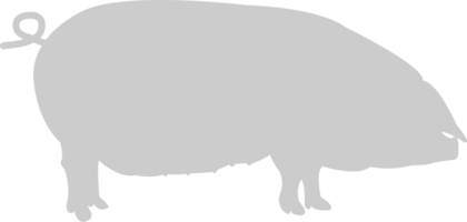 cerdo vector