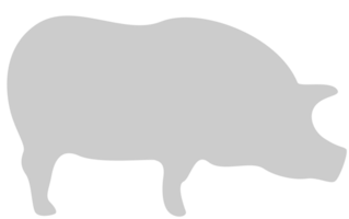 Pig vector