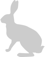 Rabbit vector