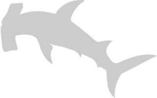 Hammerhead shark vector