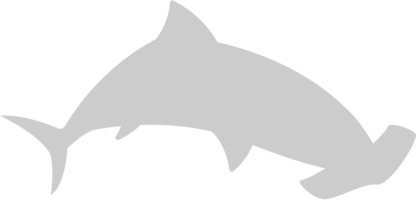 Shark vector