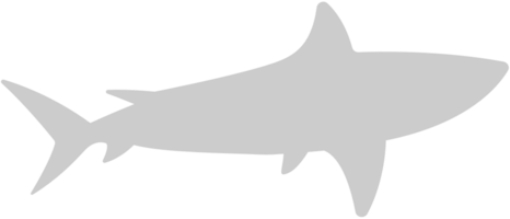 Shark vector