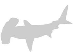 Hammerhead shark vector