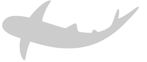 Shark vector