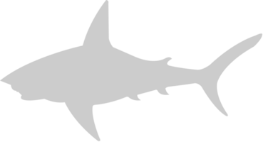 Shark vector