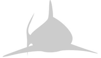 Shark vector