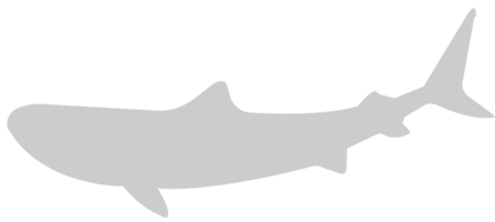 tiburón vector
