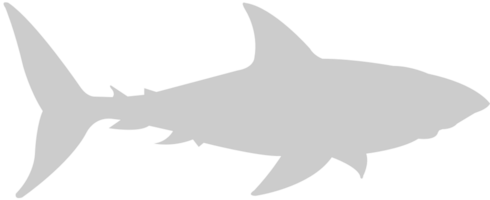 Shark vector