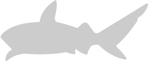 Shark vector