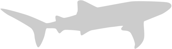 Shark vector