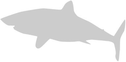 Shark vector