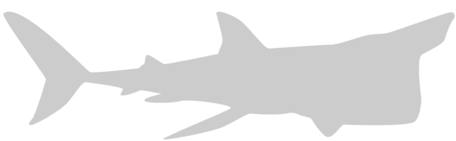 tiburón vector