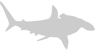 Hammerhead shark vector