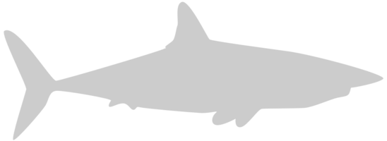 tiburón vector