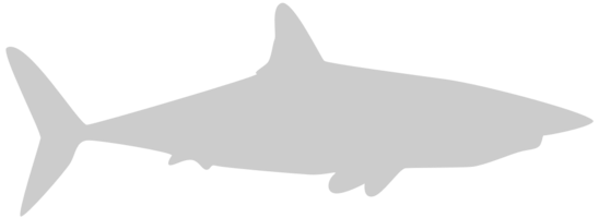 Shark vector