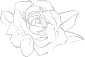 Rose vector