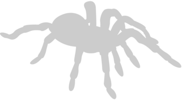 Spider vector