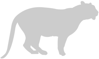 Gato grande vector