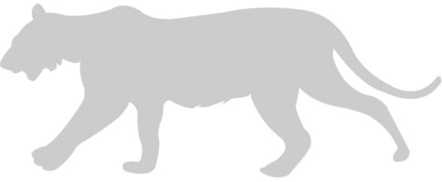 Gato grande vector