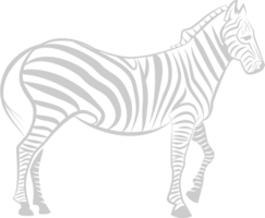 Zebra vector