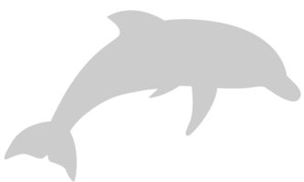 Summer Vacation Dolphin vector