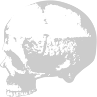 Skull  vector