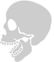 Skull vector