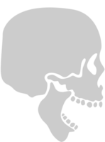 Skull vector