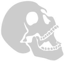 Skull vector