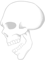 Skull side view vector