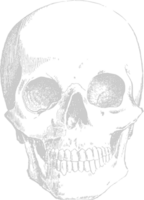 Skull sketch vector