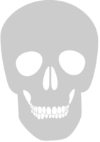 Skull  vector